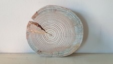 Baumscheibe Lärche Baumstamm