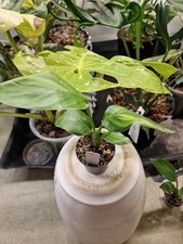 Strelitzie Nicolai Variegata