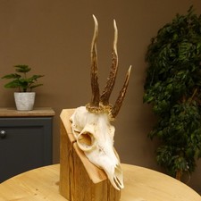 Rehgeweih Drei-Stangen-Bock