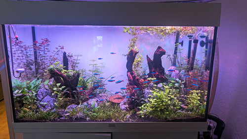 Juwel rio 125l aquarium - 125l,