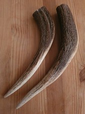 Geweihspitzen Abwurfstangen