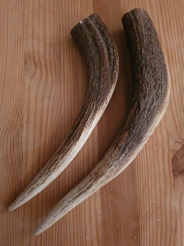Geweihspitzen abwurfstangen - geweihspitzen,