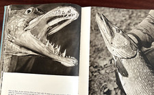 bildgewaltiges Angelbuch