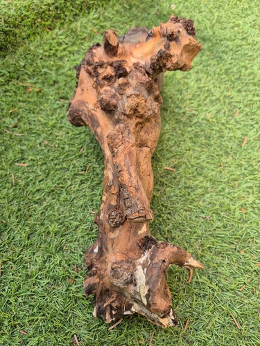 Skulptur wurzel stamm holz - ,