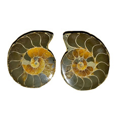 1a Phylloceras Paar Poliert