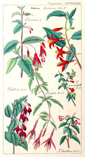 DIETRICH Fuchsien Flora Universalis Original Lithografie 1850