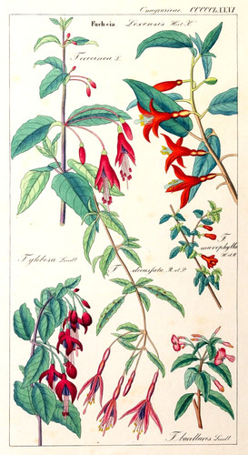 Dietrich fuchsien flora - dietrich,