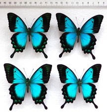 ENTOMOLOGIE, SCHMETTERLING: 4