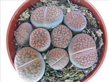 Exotenherz lithops - -,