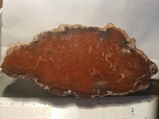 Versteinerter Baumfarn (Tietea sp.) aus Paraguay,Perm(ca.290 Mio Jahre)