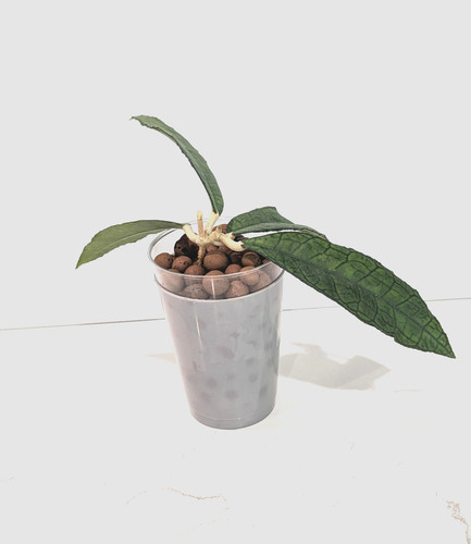 Hoya finlaysonii - hoya, 30