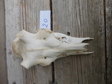 echter Rothirschschädel / Abwurfstangen / Basteln 20