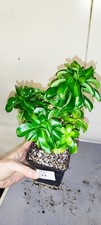 ADENIUM MINI N6 WUSTENROSE