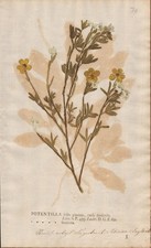 cinquefoils Fingerkräuter