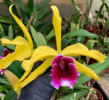 Laelia grandis Select `Giant Wings´ NEW Duft Orchidee Orchideen Cattleya