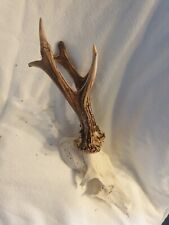Nr. A18 Rehgeweih Rehbock Geweih Gehörn Trophäe Trophäenschild Geweihe Kapital 