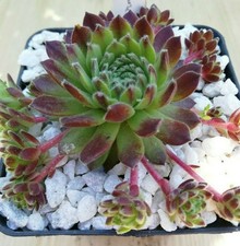 Sempervivum "Braune Maus" - 2x