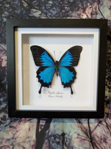 Ulysses schmetterling papilio - ulysses,
