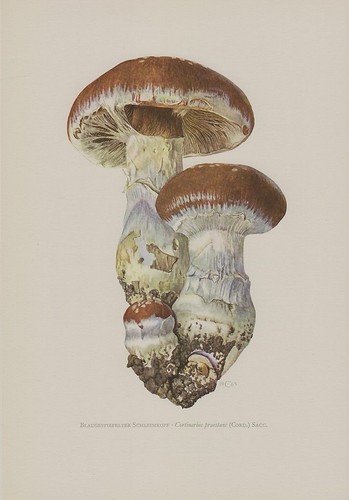 Schleiereule cortinarius - schleiereule, (cortinarius
