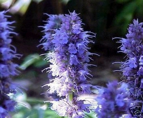 Samen schmetterlinge bienen - schmetterlinge,,