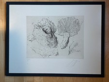 Günter Grass, Lithographie, Pilze, 4/100, handsigniert 