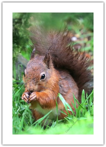 Rotes eichhörnchen tier natur - rotes,