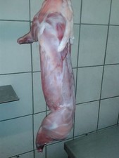 Großes Kaninchen