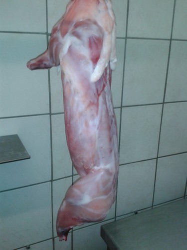 Großes kaninchen - großes,