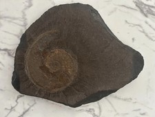 Schieferplatte mit Ammonit