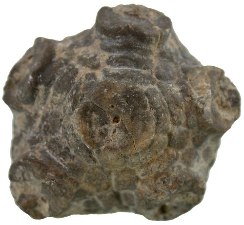 Karbon amphoracrinus - ,