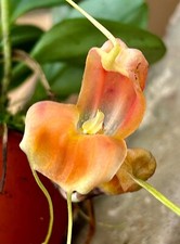 Masdevallia species prodigiosa - masdevallia,
