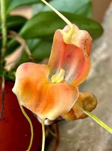 Masdevallia species prodigiosa - masdevallia,