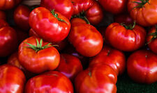 20 Samen italienische Fleischtomate Costoluto genovese Ochsenherz Tomatensamen