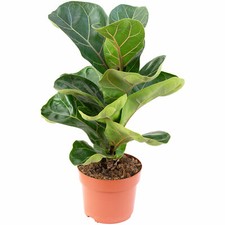 Geigenfeige ficus lyrata - geigenfeige,