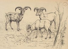 Fritz Berger Drawing Mouflon