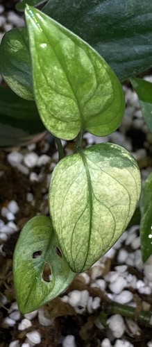 Monstera adansonii albo - monstera,