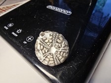  Seeigel Galerites Steinkern