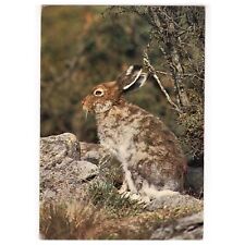 AK Wild Animals of Britain / Blue or Mountain Hare, Schneehase (Lepus timidus)