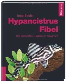 Hypancistrus fibel die - hypancistrus-fibel:,