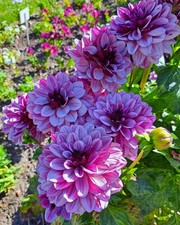 Dahlien - ,