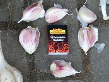 Knoblauch. Riesenknoblauch 15 Zehen