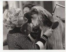 Afghan Hound Dog Gemeni