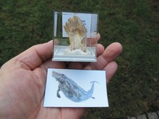 Urwal - Basilosaurus sp. aus