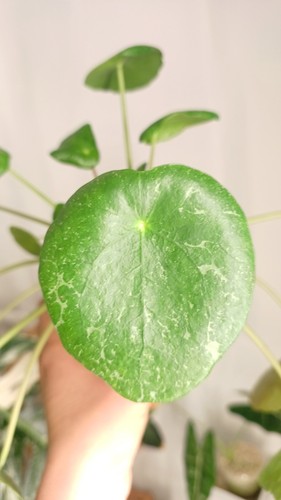 Pilea peperomioides sugar - peperomioides, "sugar"