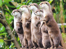 OTTER      *   Postkarte  *   Fischotter  #  4