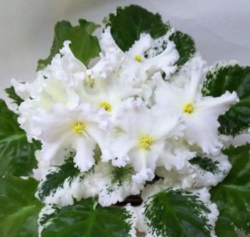 Brizingida african violet - african,