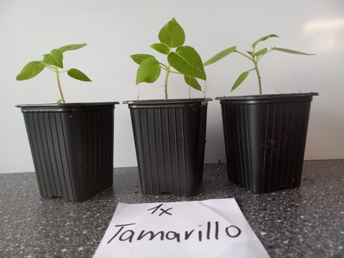 Tamarillo und granadilla - tamarillo,