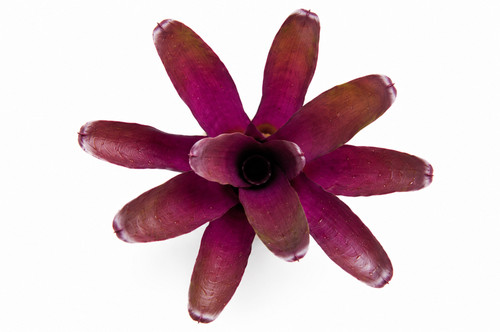 Bromelie neoregelia - bromelie,,