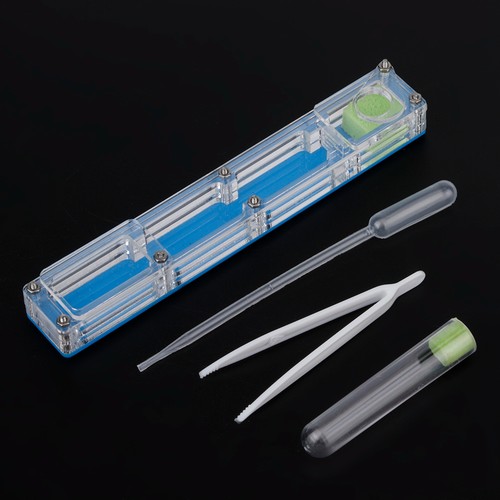 Blau acryl ameise - acryl,