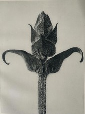 1929 Karl Blossfeldt Druck -